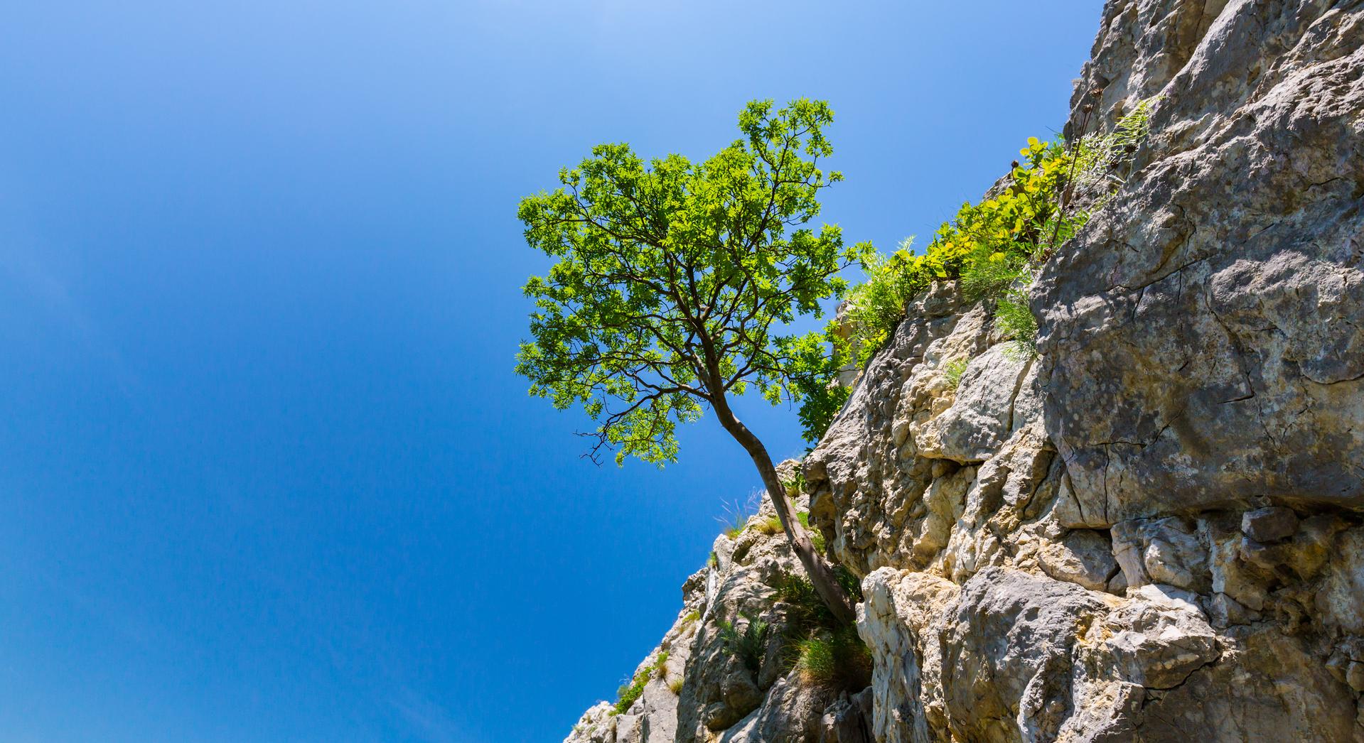 Ein Baum, der auf einem karstigen Felsen wächst - als Sinnbild für Resilienz