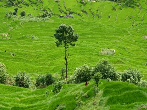Frische grüne Almlandschaft mit einem zarten, einzeln wachsenden Baum