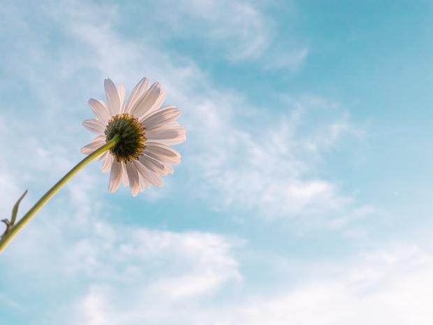 Ansicht von unten von einer wei&szlig;en Blume vor blauem Wolkenhimmel