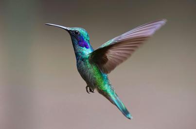 Fliegender Kolibri Fliegender Kolibri